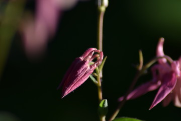 Blühende Akelei (Aquilegia)