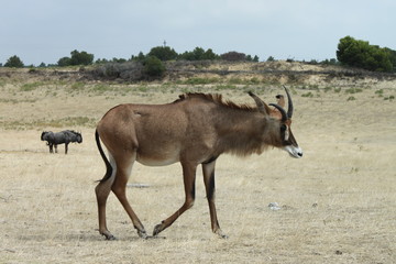Naklejka na ściany i meble African antelope in the reserve