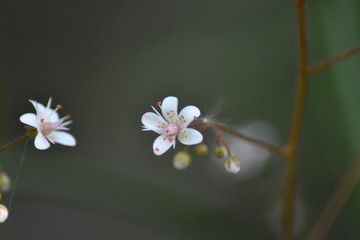 Blühendes Porzellanblümchen (Saxifraga × urbium) - Steinbrech