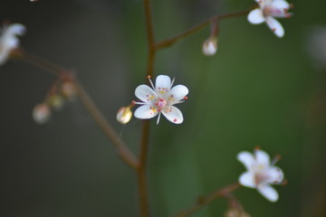 Blühendes Porzellanblümchen (Saxifraga × urbium) - Steinbrech