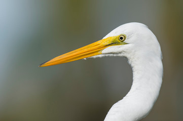 Great Egret Close-up Portrait