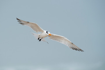 Gliding Royal Tern