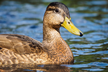 Mallard duck - close-up of a mallard duck on the water swimming in a pond. Portrait of a charming Mallard duck  with water droplets on his head.