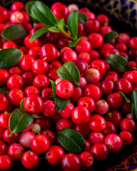 Background of Vaccinium vitis-idaea (lingonberry, partridgeberry or cowberry) Natural food of wild nature, rich in vitamins. Non GMO. Top view. Northern Europe, America and Russia.