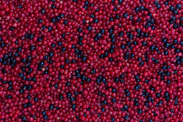 mixture of red and black currant, top view