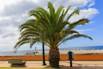 Madeira Funchal palm