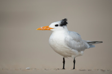 Royal Tern Portrait Facing Left