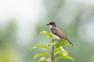 Eastern Kingbird Perched in a Tree