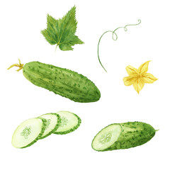 hand painted Watercolor set of green fresh cucumber vegetable isolated on white background. cucumber, half, slice, whole. flower and leaf. Food journal, magazine, recipe book, menu. Eco, organic food.