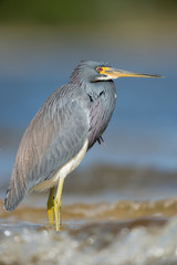 Wading Tri-colored Heron Portrait