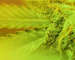 Close-up Marijuana Bud. Macro of trichomes on female cannabis indica plant leaf. Cannabis flower seen under a microscope. tetracanabinol contained in trichomes of marijuana.