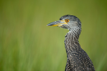 Juvenile Yellow-crowned Night Heron Portrait