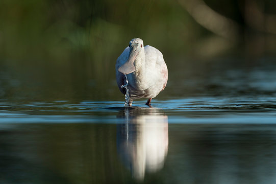 Drinking Roseate Spoonbill - Powered by Adobe