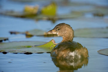 Pied-billed Grebe and Lilly Pads