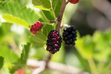 Wild Blackberries