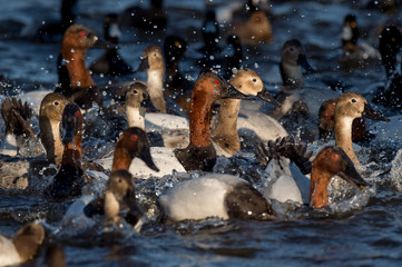 Splashing Canvasback Flock