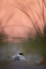 Least Tern on Beach with a Pink Sky