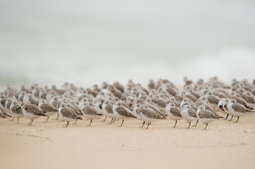 Sanderling Flock