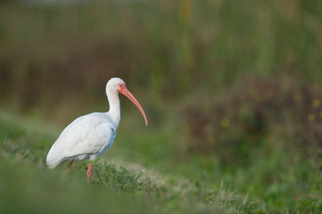 White Ibis on a Green Hill