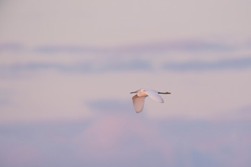 Juvenile Little Blue Heron Flying