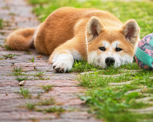 Young akita dog in the garden