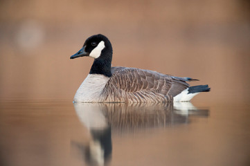 Canada Goose on Calm Water