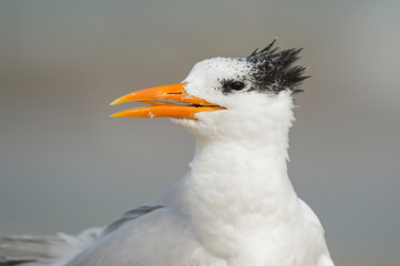 Royal Tern Close Porrait