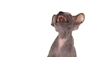 Fototapeta premium Bald Cat (kitten) Sphinx (Sphynx) on white background.