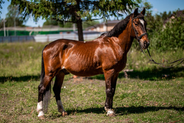 Brown Horse for a walk