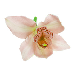 Fototapeta na wymiar cream beige pink orchid isolated on white background