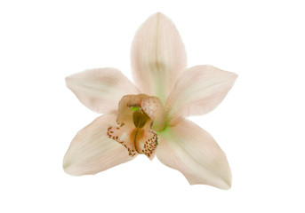 Naklejka na ściany i meble cream beige pink orchid isolated on white background