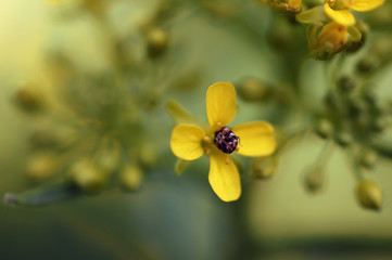 A bug stuck inside a yellow flower