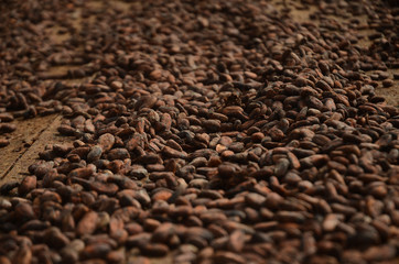 industria de cacao