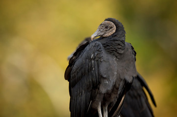 Black Vulture Portrait on Yellow