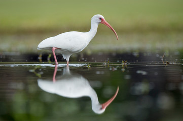 Wading White Ibis and Reflection © rayhennessy