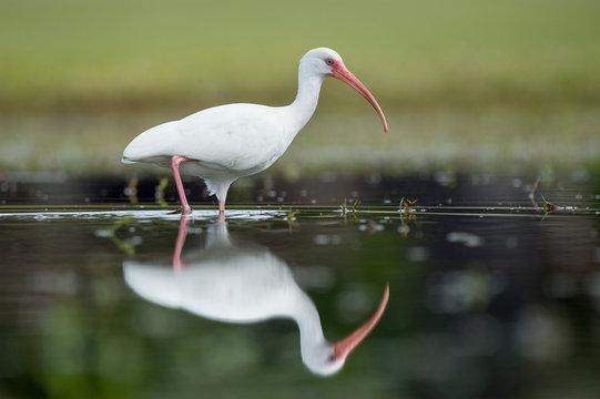 Wading White Ibis and Reflection
