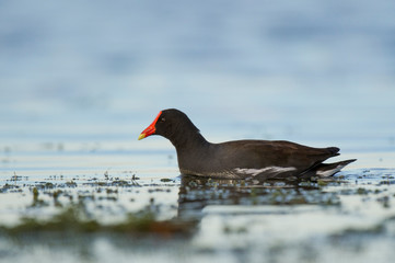 Common Gallinule Swimming