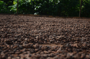 industria de cacao