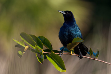 Common Grackle in the Bright Sun