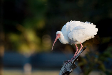 Fototapeta premium White Ibis Perched on Dead Stump