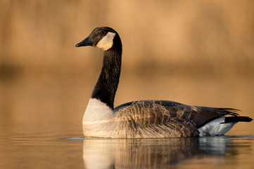 Early Sunlight Canada Goose Portrait