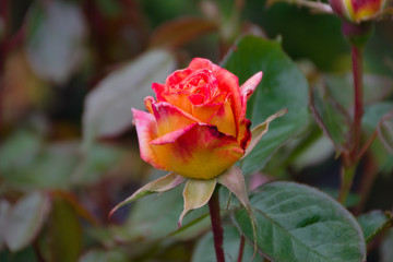 Rose flower bloom bud
