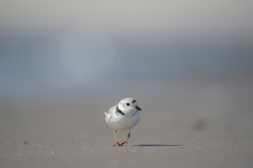 Piping Plover Walking