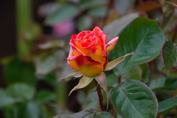 Obraz premium Rose flower bloom bud