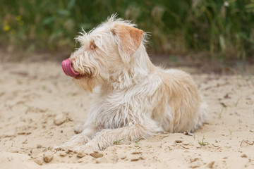 Hund Mischlingshund im Garten Schnauze