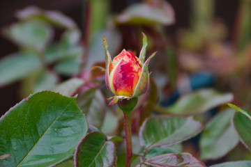 Rose flower bloom bud