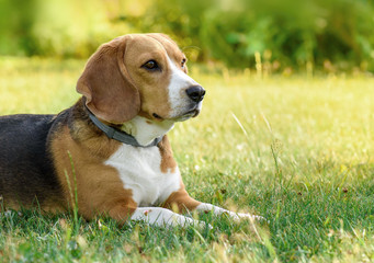 Beagle dog lying on the green grass.