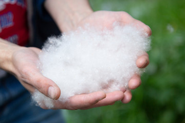 Poplar fluff and allergies.