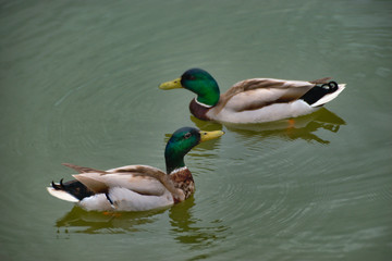 A pair of ducks in the water