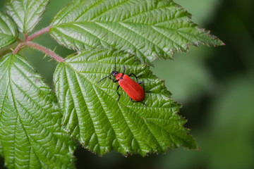 Red Lilly bug on a leaf